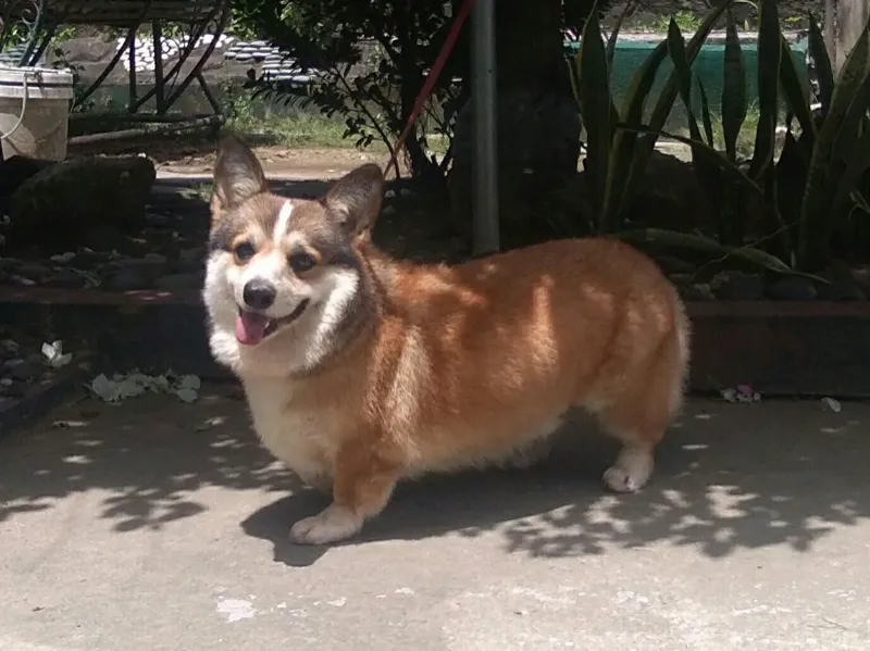 Pembroke Welsh Corgi