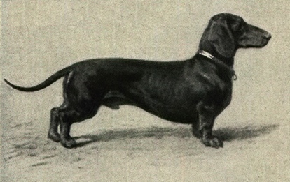 Dachshund