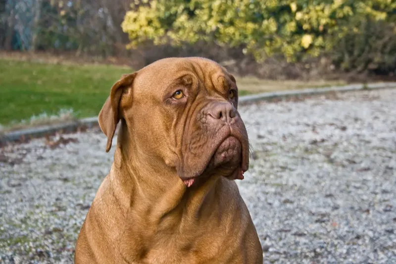 Dogue de Bordeaux
