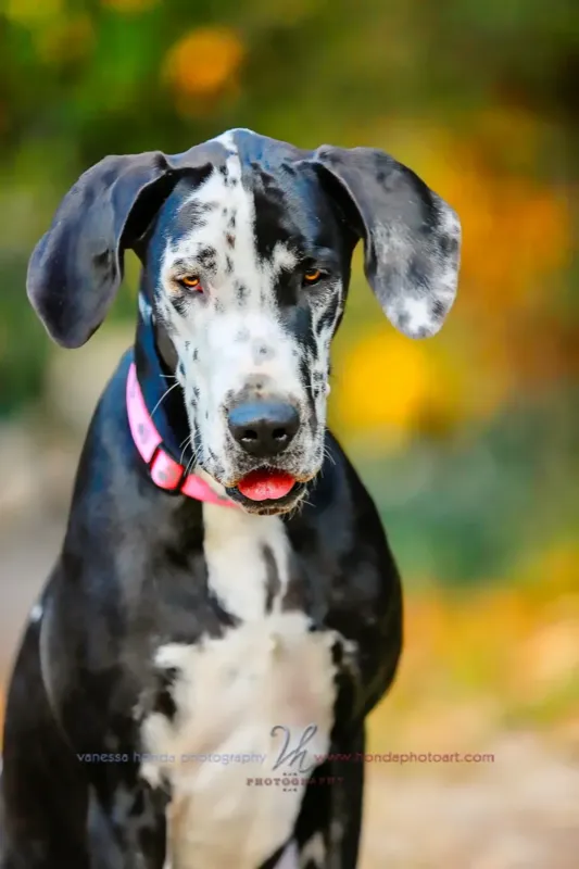 Great Dane