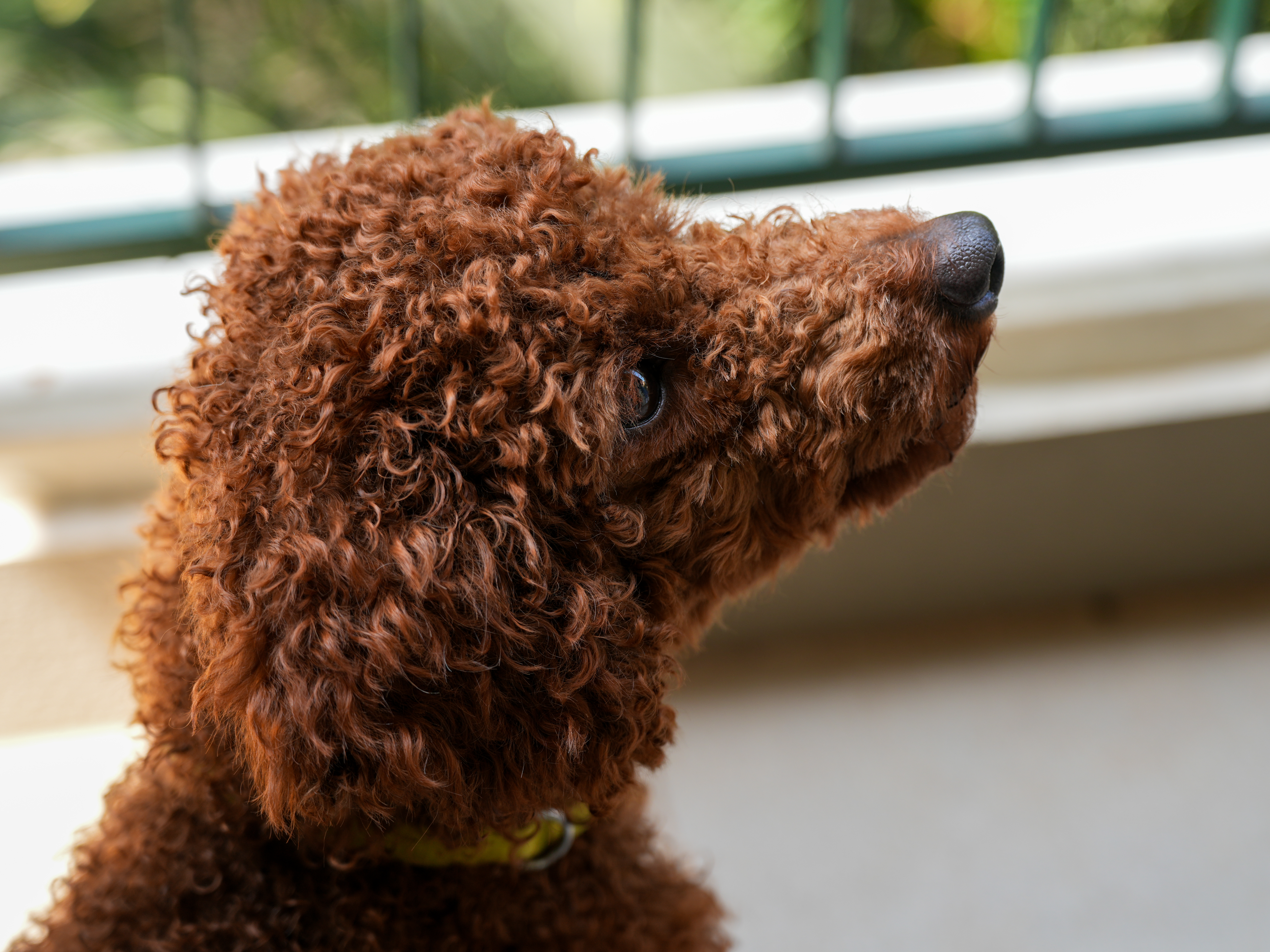 Miniature Poodle