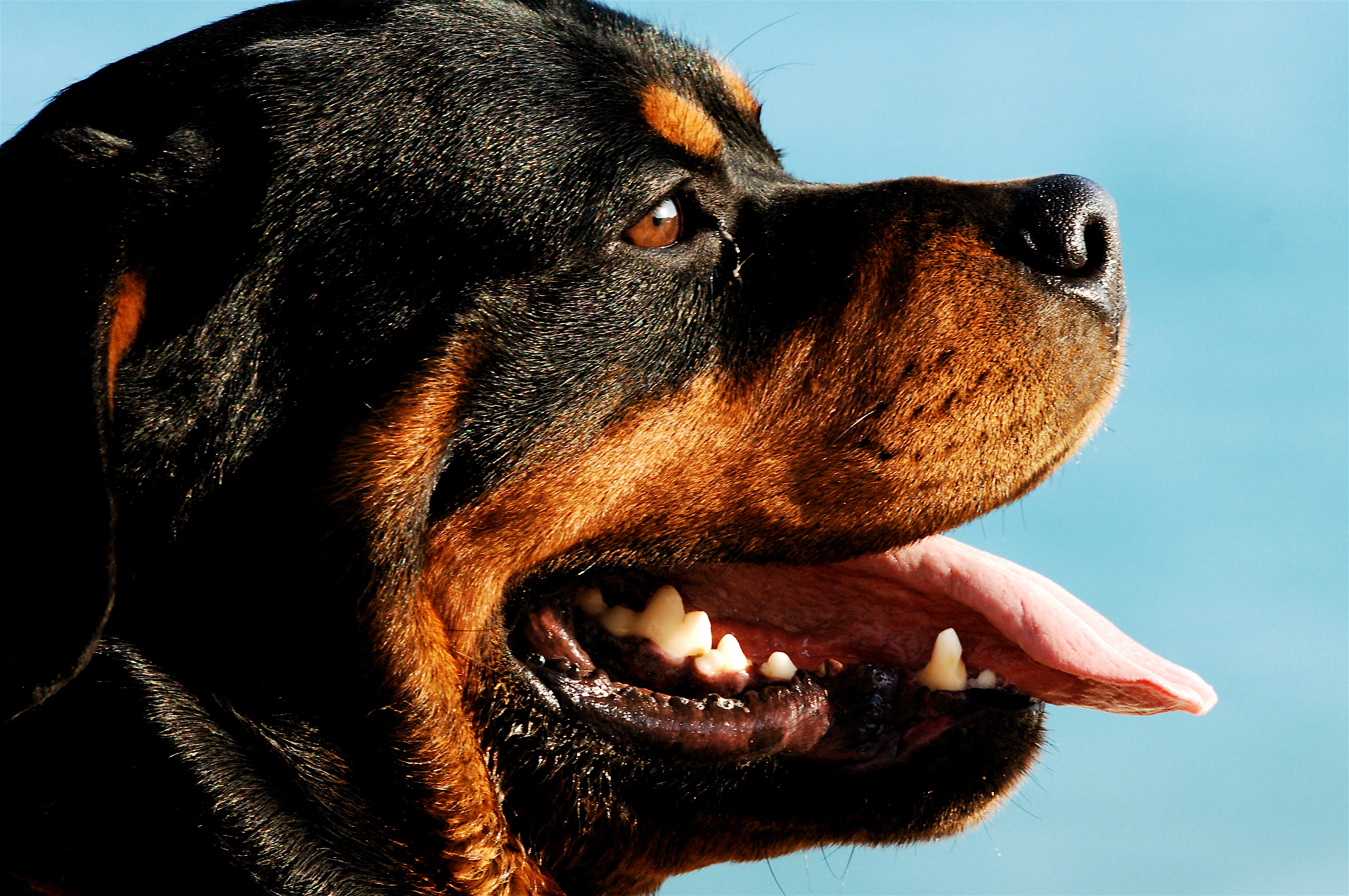 Rottweiler