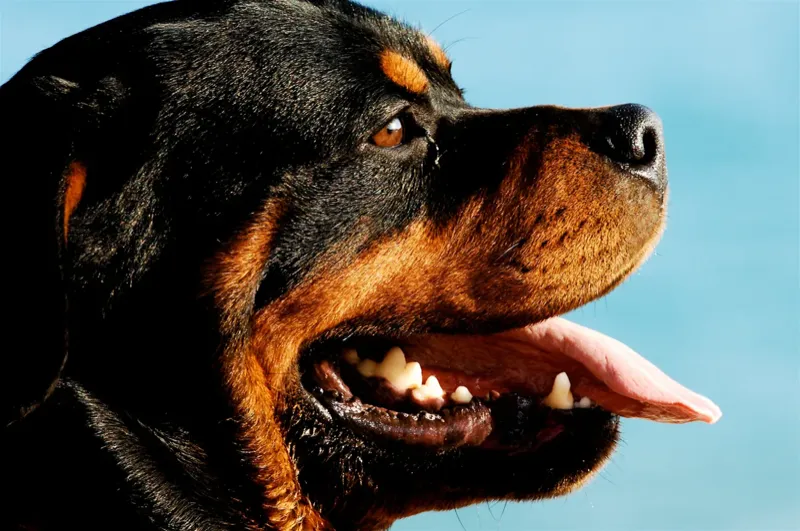 Rottweiler