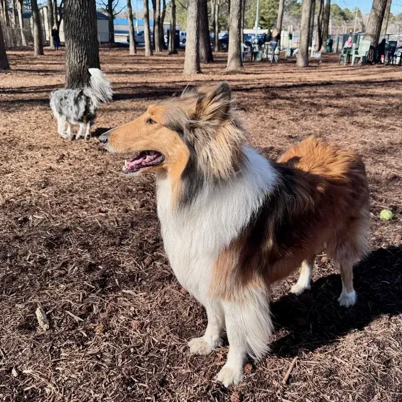 Rough Collie