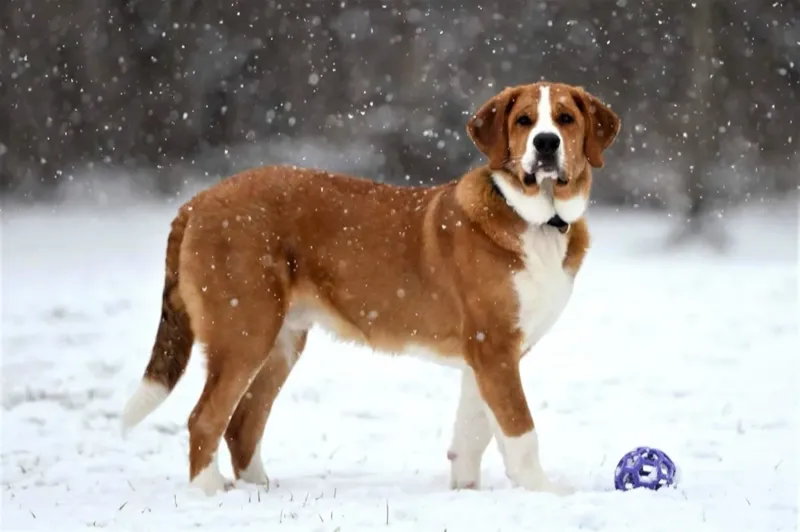 Saint Bernard