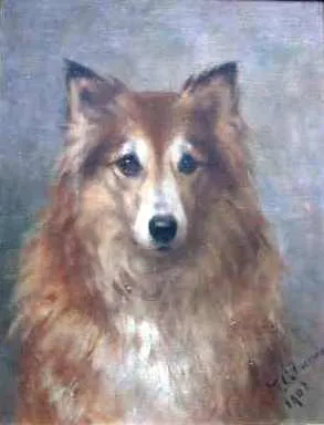 Shetland Sheepdog
